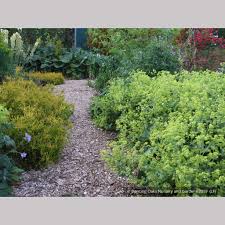 Image result for Alchemilla mollis