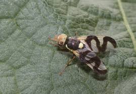 Attēlu rezultāti vaicājumam “Urophora cardui”