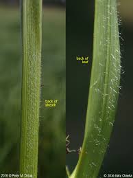 Attēlu rezultāti vaicājumam “Carex atherodes”