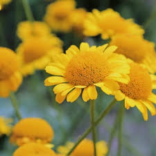 Image result for Färberkamille