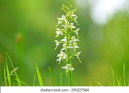 Attēlu rezultāti vaicājumam “Platanthera chlorantha flower”