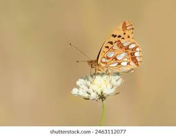 Attēlu rezultāti vaicājumam “Issoria lathonia upperside”