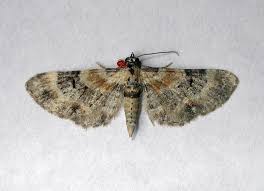 Attēlu rezultāti vaicājumam “Eupithecia linariata”