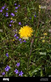Attēlu rezultāti vaicājumam “Crepis tectorum flower”