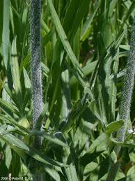 Image result for Knautia arvensis