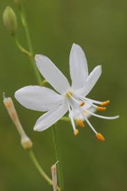 Attēlu rezultāti vaicājumam “Anthericum ramosum”