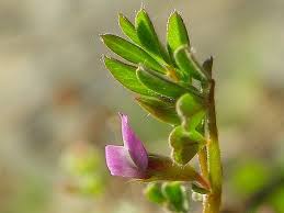 Attēlu rezultāti vaicājumam “Vicia lathyroides”