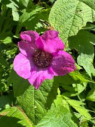 Attēlu rezultāti vaicājumam “Rubus plicatus flower”