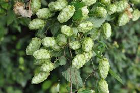 Attēlu rezultāti vaicājumam “Humulus lupulus bud”
