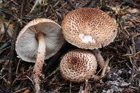 Attēlu rezultāti vaicājumam “Didymium xanthopus macro”