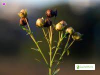 Attēlu rezultāti vaicājumam “Linum catharticum fruit”