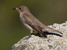 Attēlu rezultāti vaicājumam “Muscicapa striata”