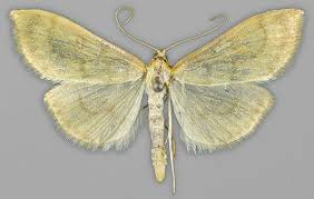 Attēlu rezultāti vaicājumam “Paratalanta hyalinalis”