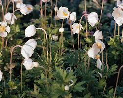 Attēlu rezultāti vaicājumam “Anemone sylvestris bud”