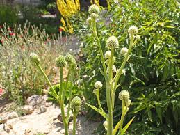 Image result for Edeldistel