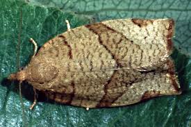 Attēlu rezultāti vaicājumam “Pandemis cerasana”