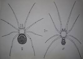 Attēlu rezultāti vaicājumam “Steatoda grossa female”