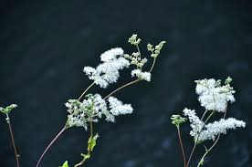 Attēlu rezultāti vaicājumam “Spiraea chamaedryfolia flower”
