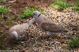Attēlu rezultāti vaicājumam “Streptopelia decaocto”