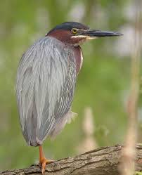 Image result for Butorides virescens