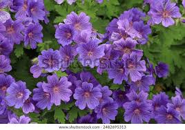 Attēlu rezultāti vaicājumam “Geranium bohemicum”