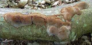 Attēlu rezultāti vaicājumam “Phellinus ferruginosus”