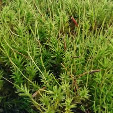 Attēlu rezultāti vaicājumam “Atrichum undulatum sporophyte”