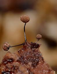 Attēlu rezultāti vaicājumam “Comatricha nigra”