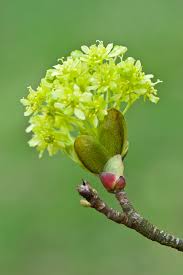 Attēlu rezultāti vaicājumam “Acer platanoides flower”