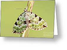 Attēlu rezultāti vaicājumam “Colostygia pectinataria male”