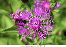 Attēlu rezultāti vaicājumam “Centaurea phrygia flower”