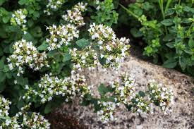 Image result for Origanum majorana