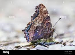 Attēlu rezultāti vaicājumam “Nymphalis polychloros underside”