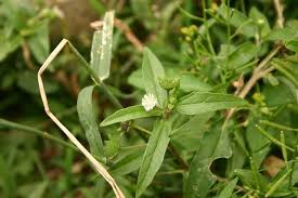 「タカスギ・サブロウタ」の画像検索結果