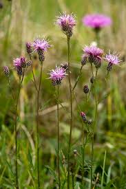 Attēlu rezultāti vaicājumam “Serratula tinctoria”