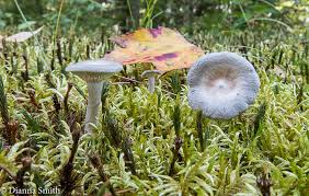 Attēlu rezultāti vaicājumam “Cantharellula umbonata”