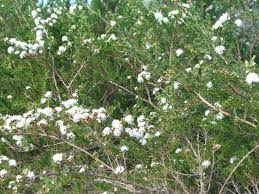 Attēlu rezultāti vaicājumam “Trichia ambigua”