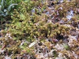 Attēlu rezultāti vaicājumam “Ptilidium ciliare”