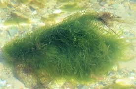 Attēlu rezultāti vaicājumam “Enteromorpha sp.”