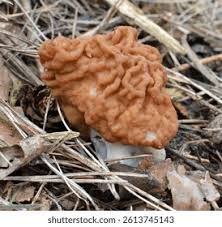 Attēlu rezultāti vaicājumam “Gyromitra esculenta”