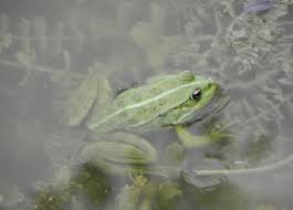 Attēlu rezultāti vaicājumam “Pelophylax juvenile”