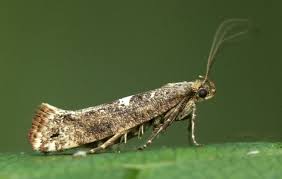 Attēlu rezultāti vaicājumam “Acrolepiopsis assectella”