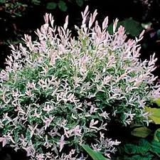 Attēlu rezultāti vaicājumam “Salix x doniana flower”