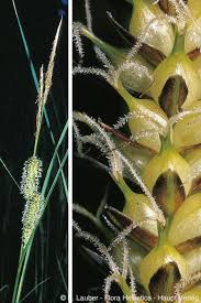 Attēlu rezultāti vaicājumam “Carex rostrata”