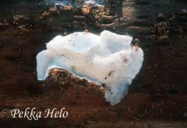 Attēlu rezultāti vaicājumam “Postia undosa”