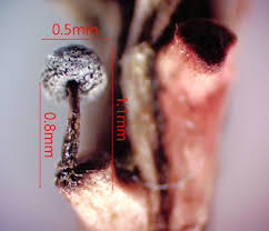 Attēlu rezultāti vaicājumam “Didymium proximum stalked”
