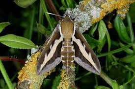 Attēlu rezultāti vaicājumam “Hyles gallii imago”