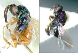 Attēlu rezultāti vaicājumam “Torymidae”