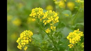 Attēlu rezultāti vaicājumam “Cruciferae”