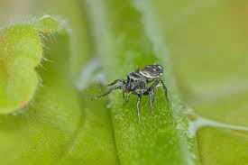 Attēlu rezultāti vaicājumam “Heliophanus sp.”